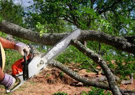 Professional  Tree Services in Thornton, IL